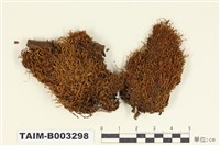 藏品(叢苔科)的圖片